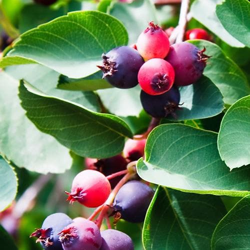  Juneberry